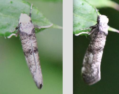 Paraswammerdamia sp.
